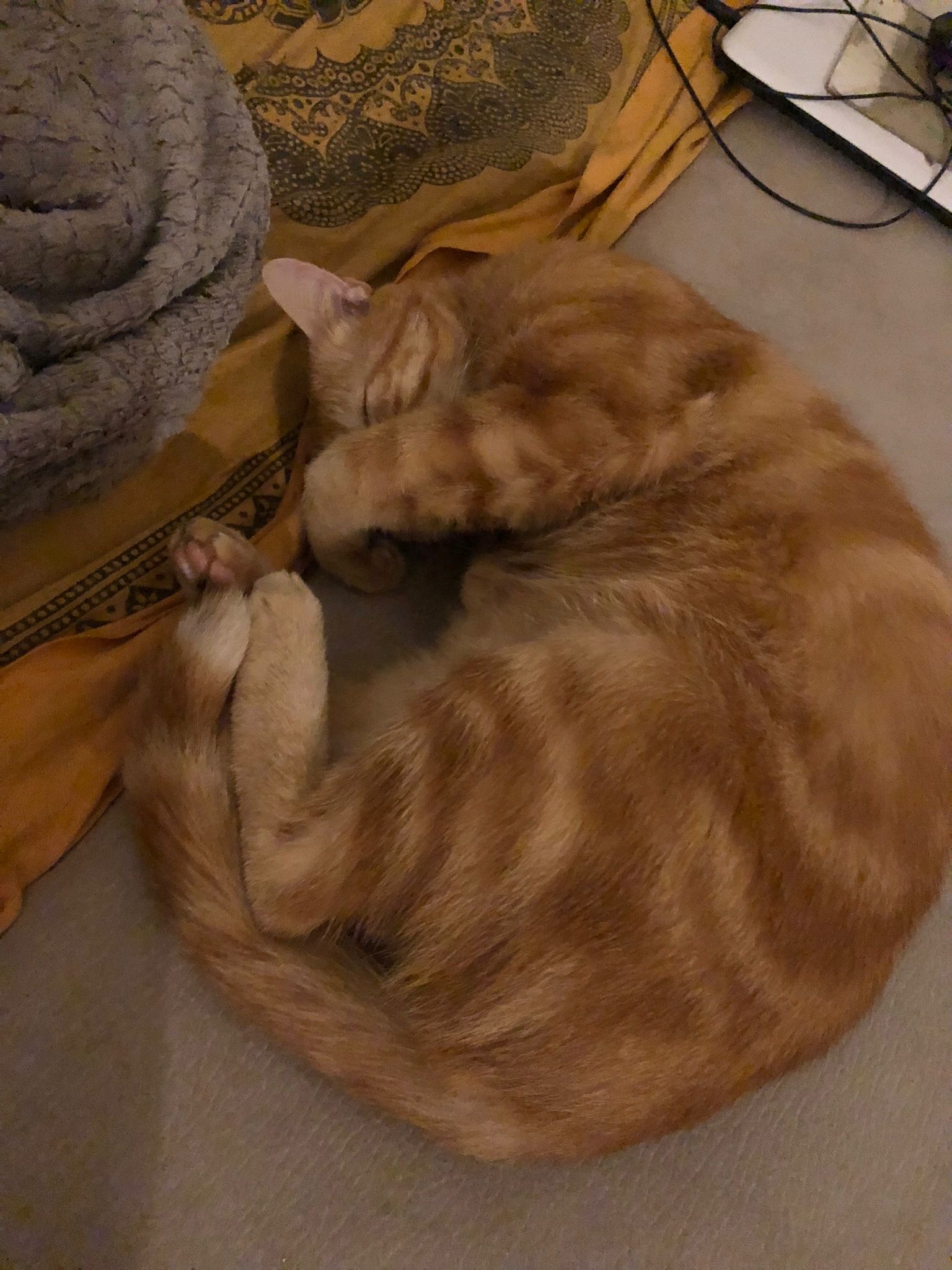 Profil de El, 22 ans, Pute à Calder