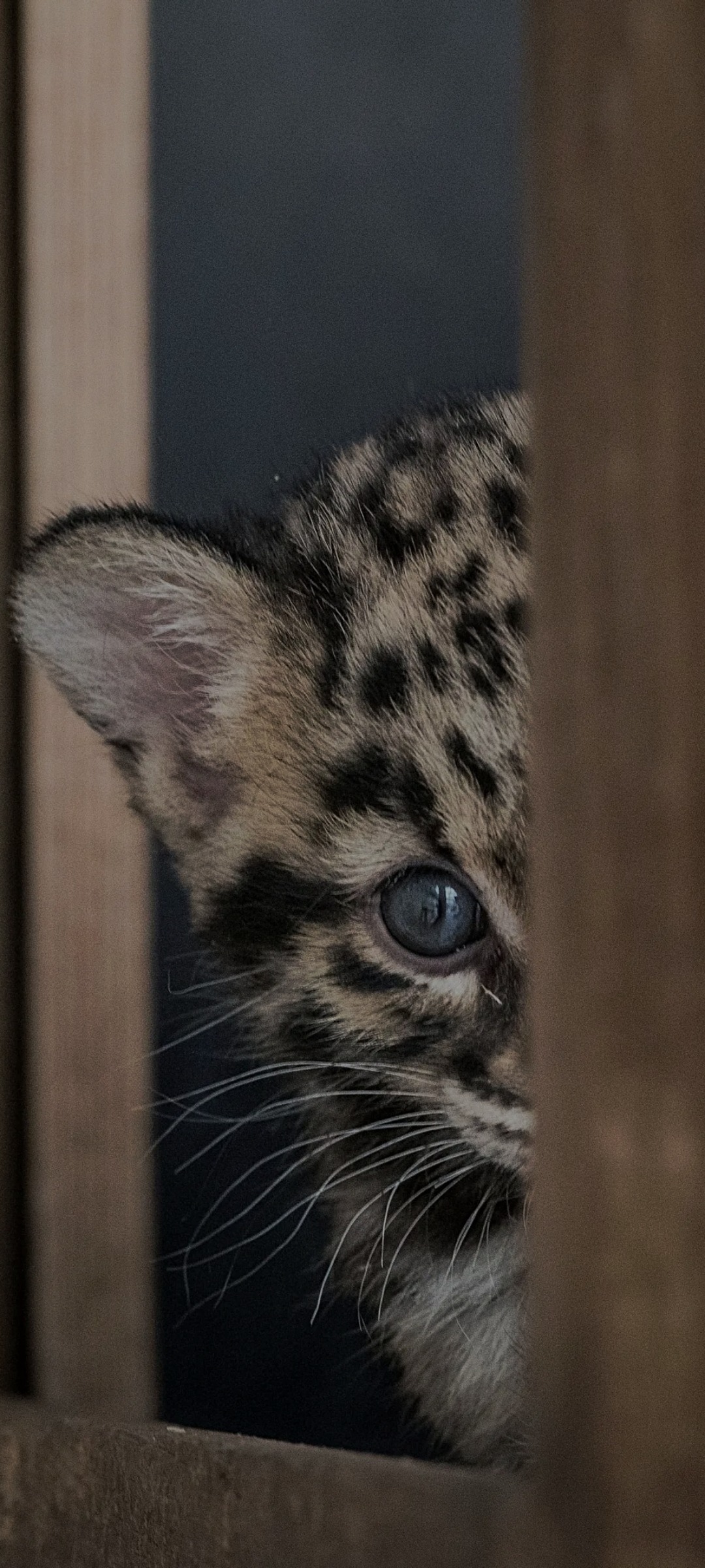 Profil de Otis, 39 ans, Pute à Harris